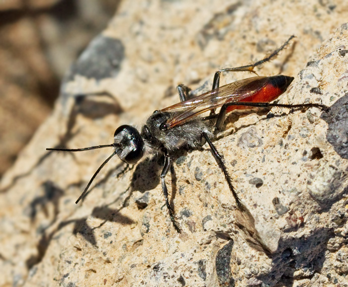 Solitary Wasp.jpg