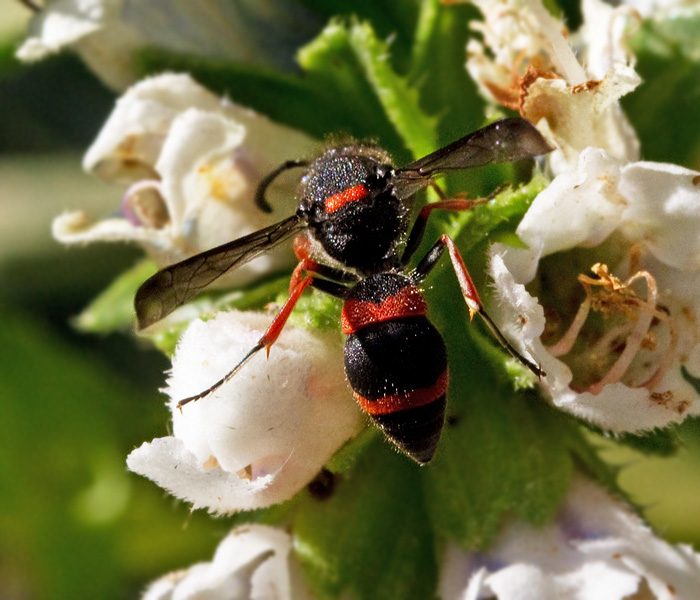 Solitary Wasp.jpg