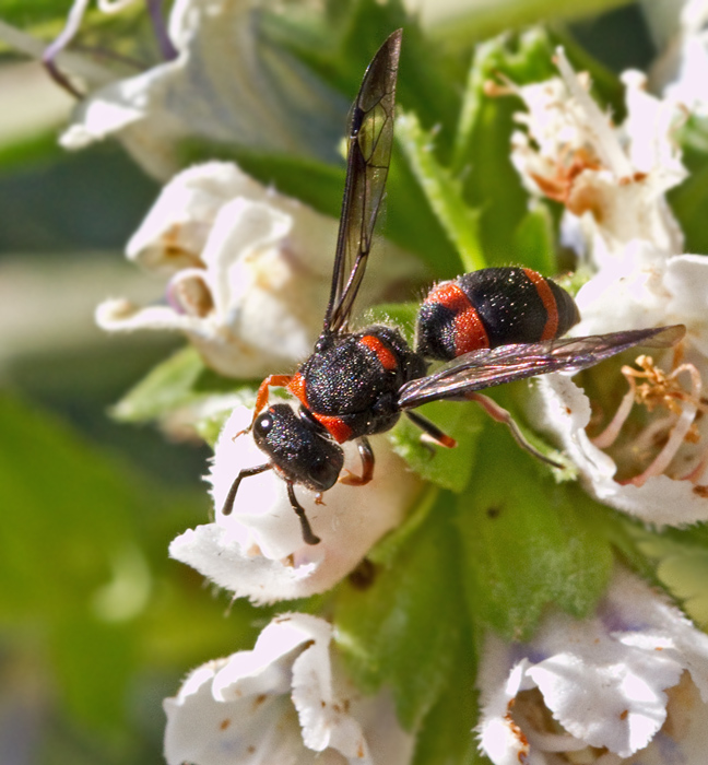 Bees, Wasps and Ants (Hymenoptera) of Gran Canaria