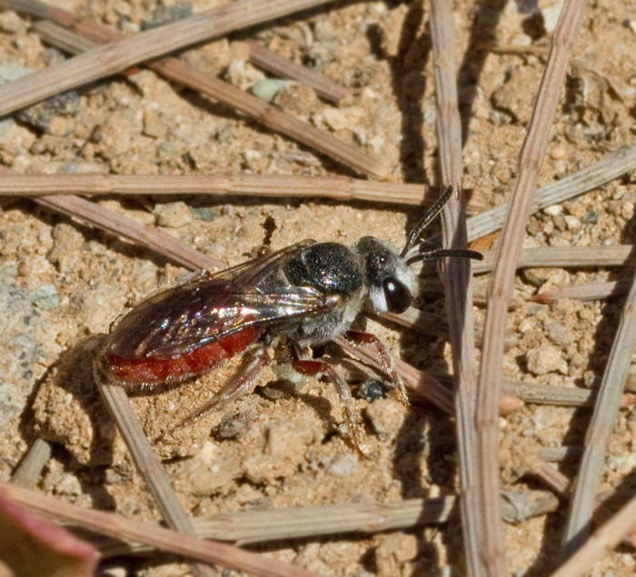 Solitary Bee.jpg