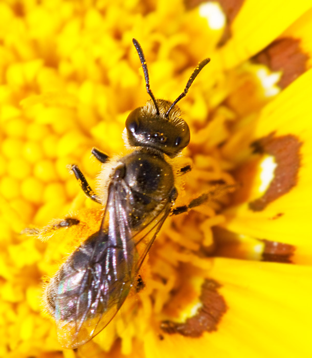 Solitary Bee.jpg