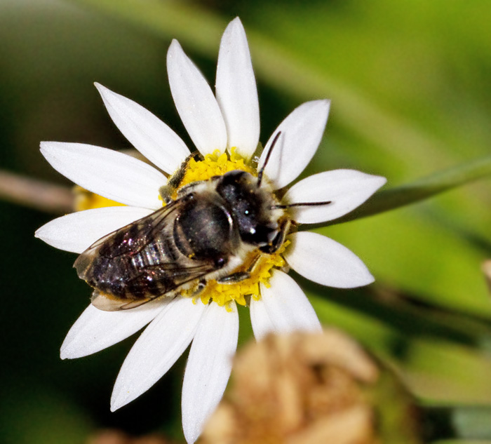 Solitary Bee.jpg