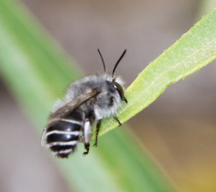 Solitary Bee.jpg