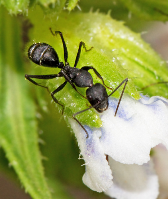 Ant worker.jpg