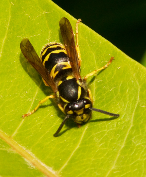 Wasp.jpg