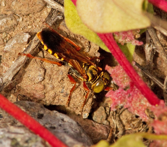 Solitary Wasp.jpg
