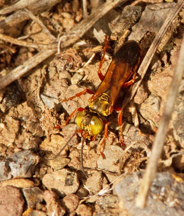 Solitary Wasp.jpg