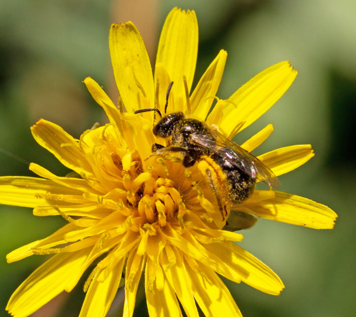 Solitary Bee.jpg