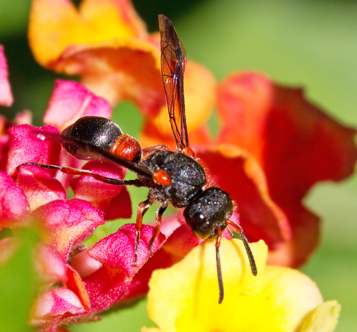 Solitary Wasp.jpg