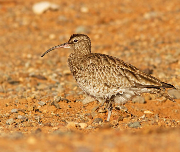 Whimbrel, Smspov.jpg