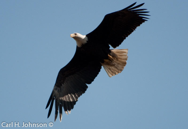  Bald Eagle (Haliaeetus leucocephalus)