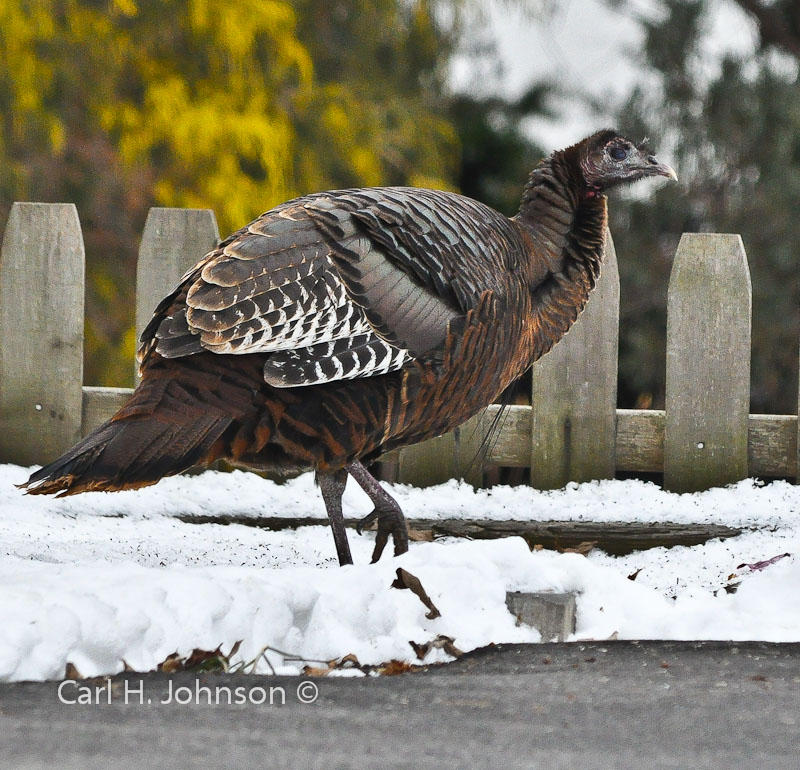 wild turkey