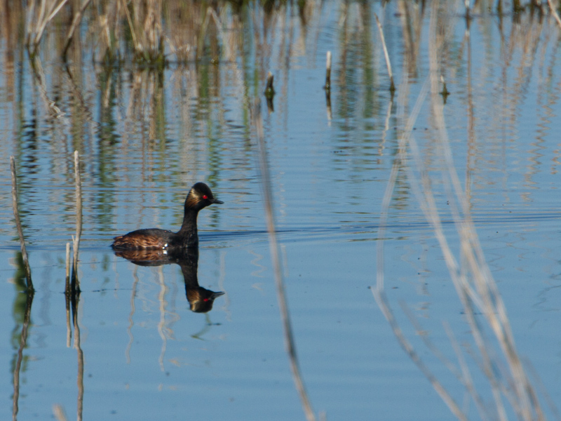 Black-necked Grebe / Geoorde Fuut / Podiceps nigricollis