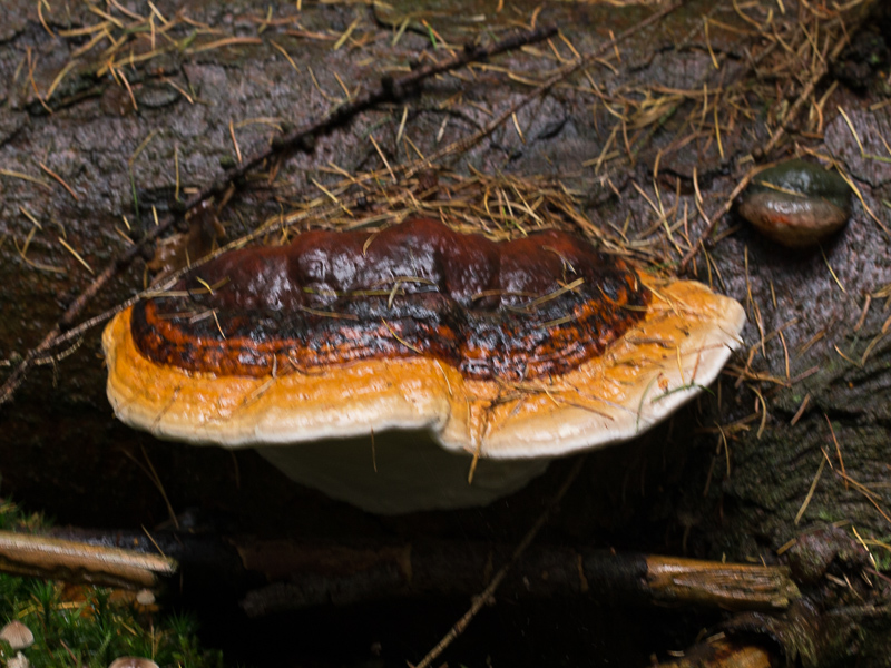 Fomitopsis pinicola / Roodgerande houtzwam / Red-belted Bracket