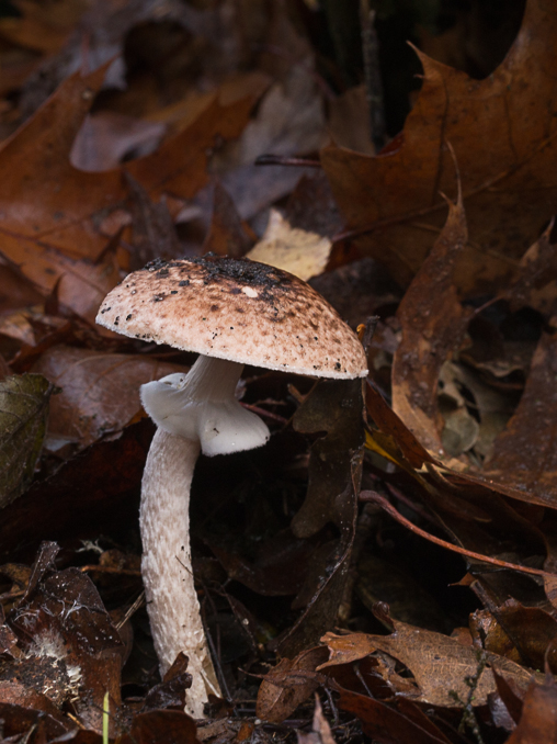 Agaricus impudicus / Panter champignon