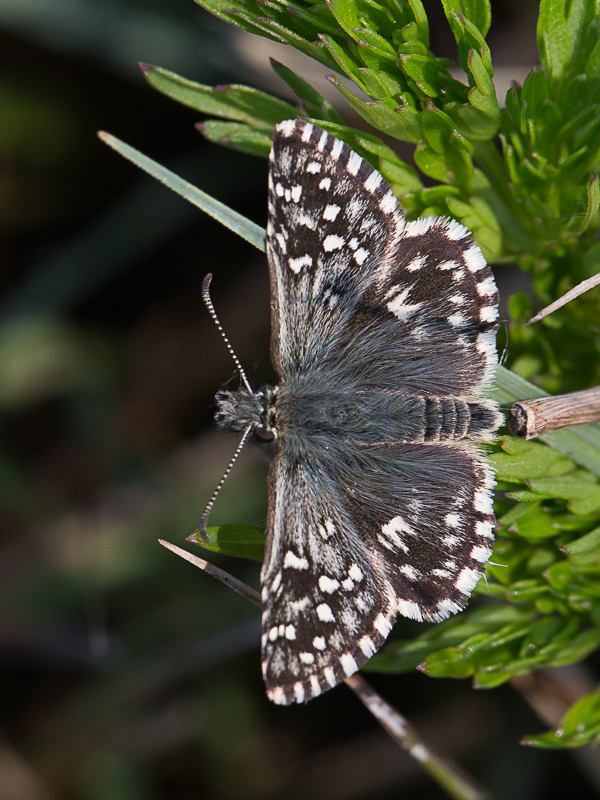 Aarbeivlinder / Grizzled Skipper / Pyrgus malvae