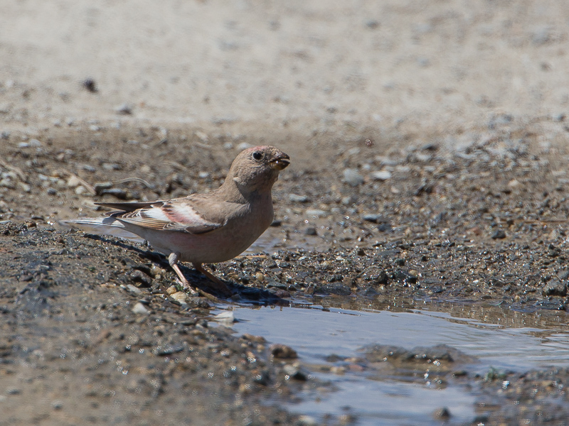 Mongolian Finch / Mongoolse woestijnvink / Bucanetes mongolicus