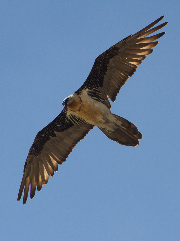 Lammergeier / Lammergier / Gypaetus barbatus