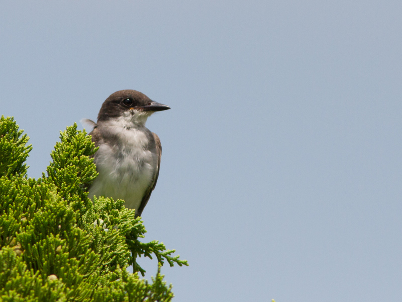 Eastern Kingbird / Koningstiran / Tyrannus tyrannus