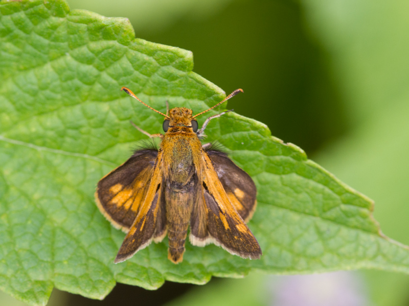 Pecks Skipper / Polites peckius