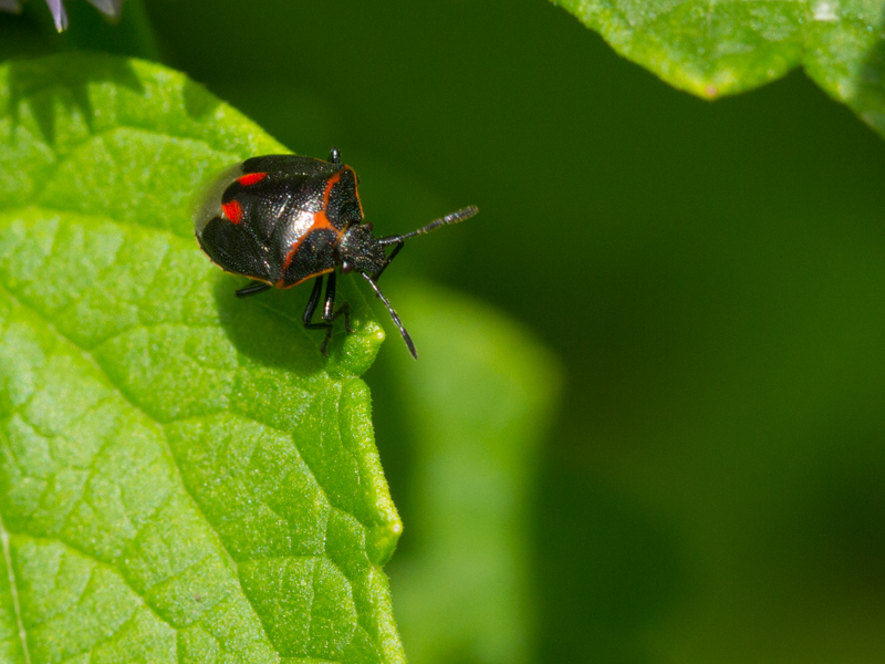 Twice-stabbed Stink Bug / Cosmopepla lintneriana