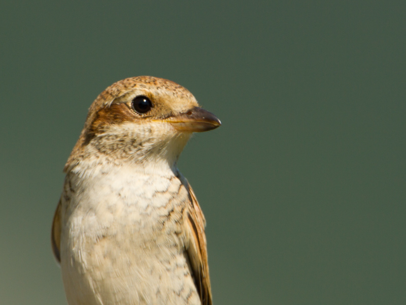 Grauwe klauwier / Red-backed Shrike / Lanius collurio 