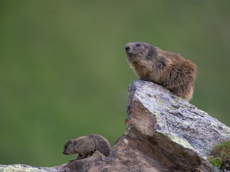 Alpenmarmot / Alpine marmot / Marmota marmota 