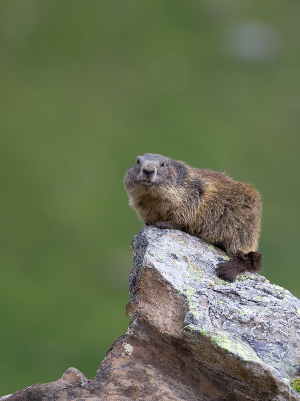 Alpenmarmot / Alpine marmot / Marmota marmota 