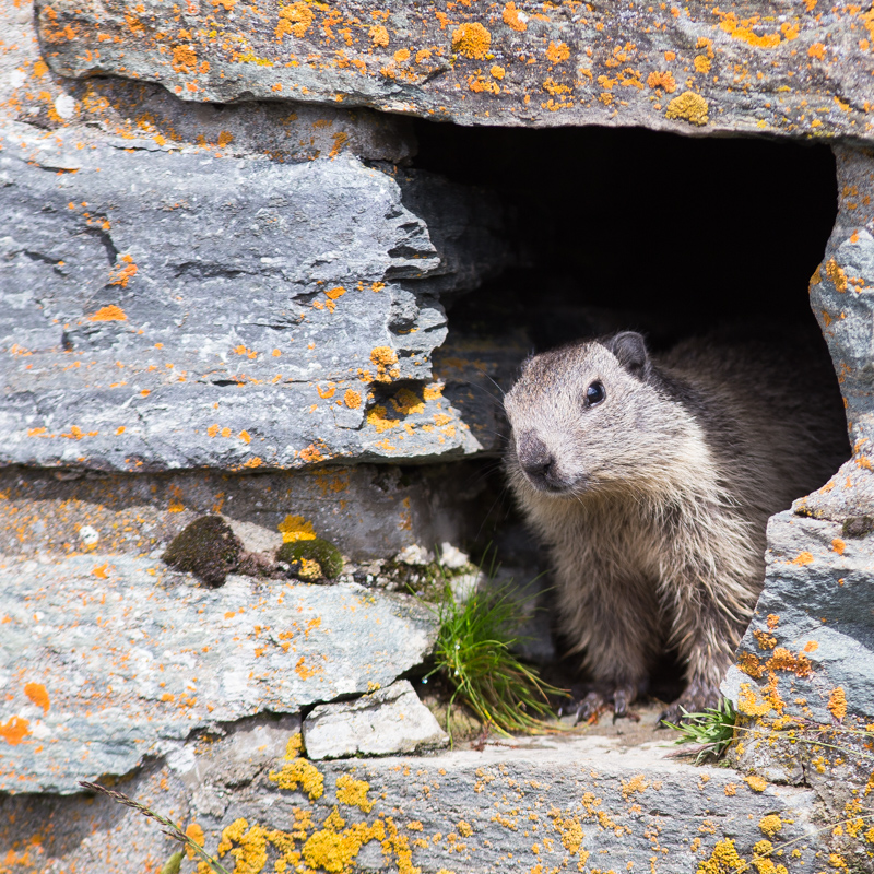Alpenmarmot / Alpine marmot / Marmota marmota 