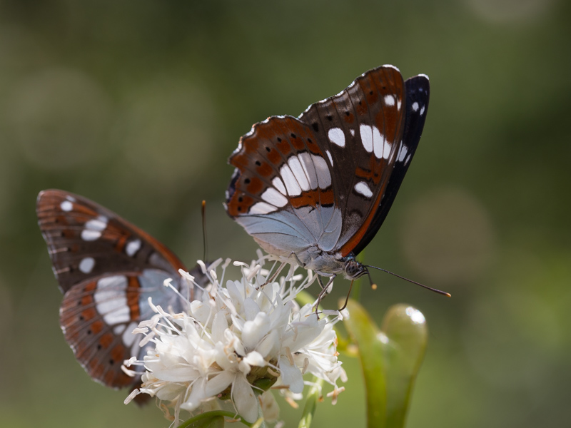 Blauwe ijsvogelvlinder / Southern White Admiral / Limenitis reducta
