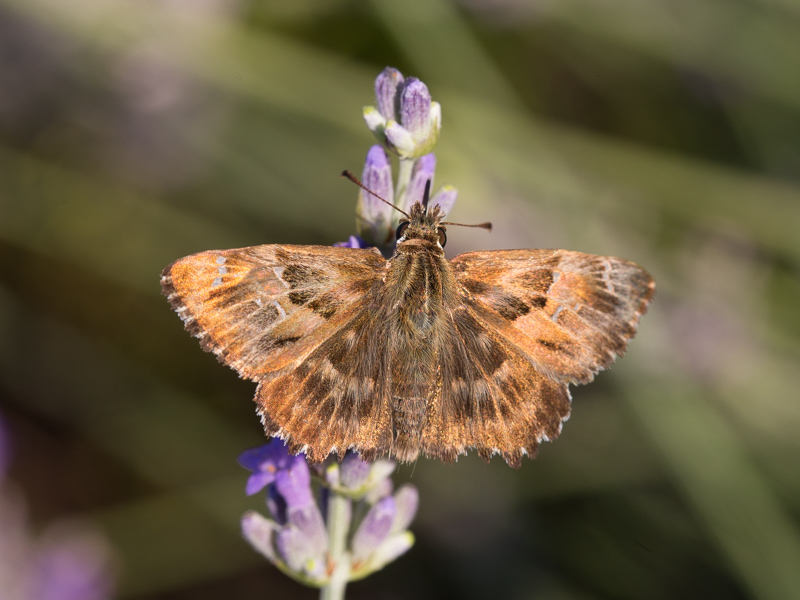 Kaasjeskruiddikkopje / Mallow Skipper / Carcharodus alceae