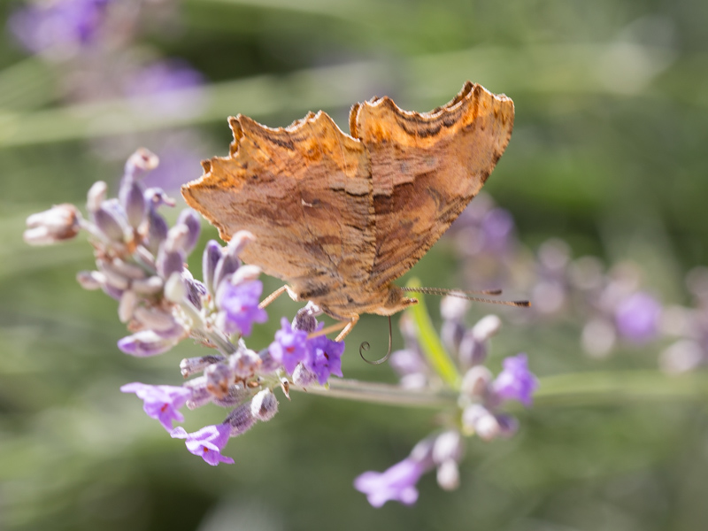 Zuidelijke aurelia / Southern Comma / Polygonia egea