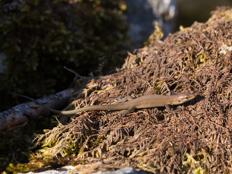 Karsthagedis / Dalmatian wall lizard / Podarcis melisellensis