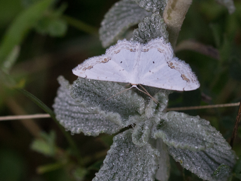Kantstipspanner / Lace Border / Scopula ornata