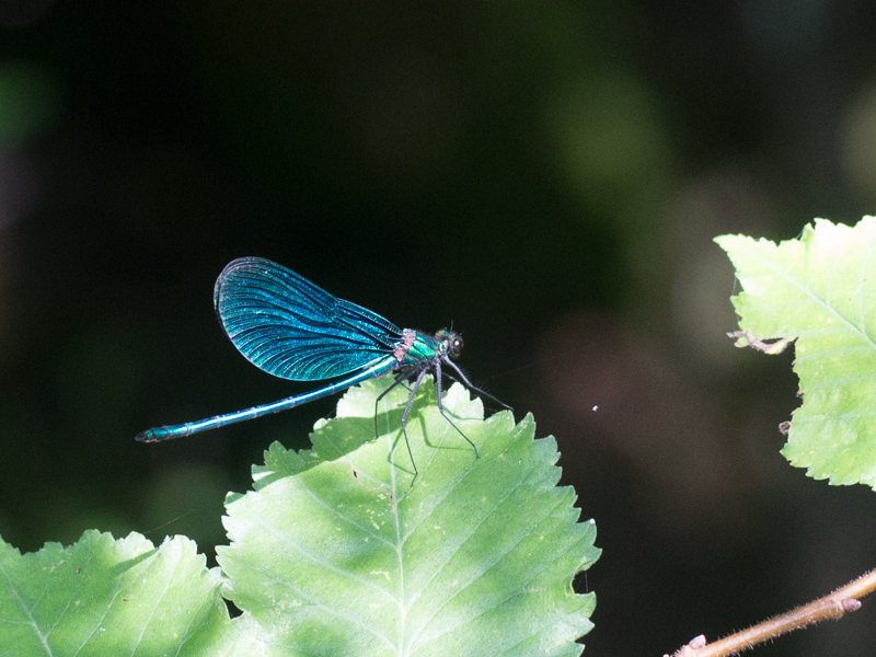 Bosbeekjuffer / Beautiful Demoiselle / Calopteryx virgo