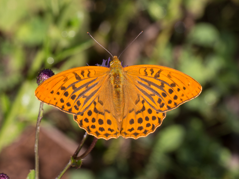 Keizersmantel / Silver-washed Fritillary / Argynnis paphia 