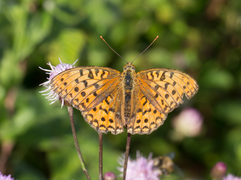 Bosrandparelmoervlinder /  High Brown Fritillary / Fabriciana adippe