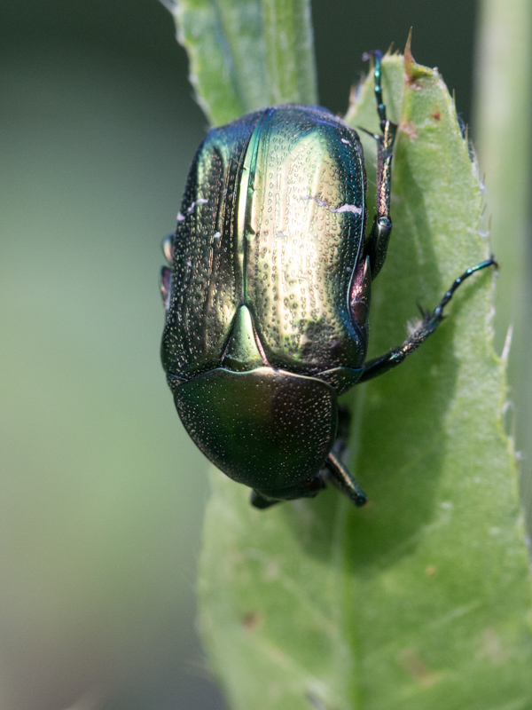 Gouden tor / Cetonia aurata