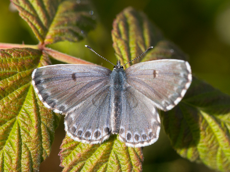Vetkruidblauwtje / Chequered Blue Butterfly / Scolitantides orion