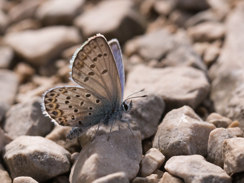 Vals heideblauwtje / Idas Blue / Plebejus idas