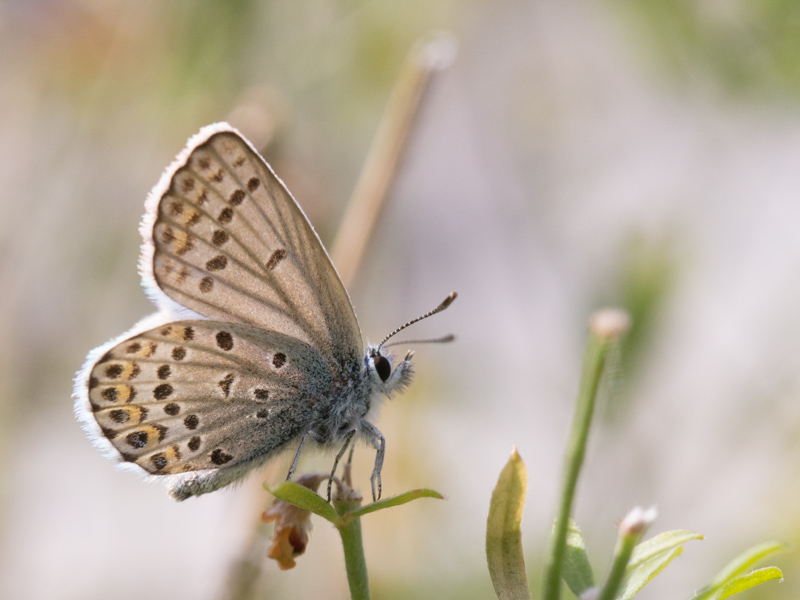 Vals heideblauwtje / Idas Blue / Plebejus idas