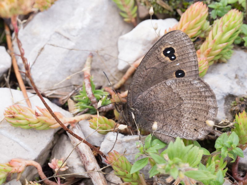Grote saterzandoog / Great Sooty Satyr / Satyrus ferula