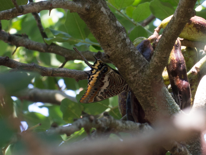 Jasiusvlinder / Two-tailed Pasha / Charaxes jasius