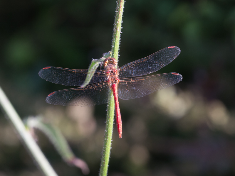 Zuidelijke heidelibel / Southern Darter / Sympetrum meridionale