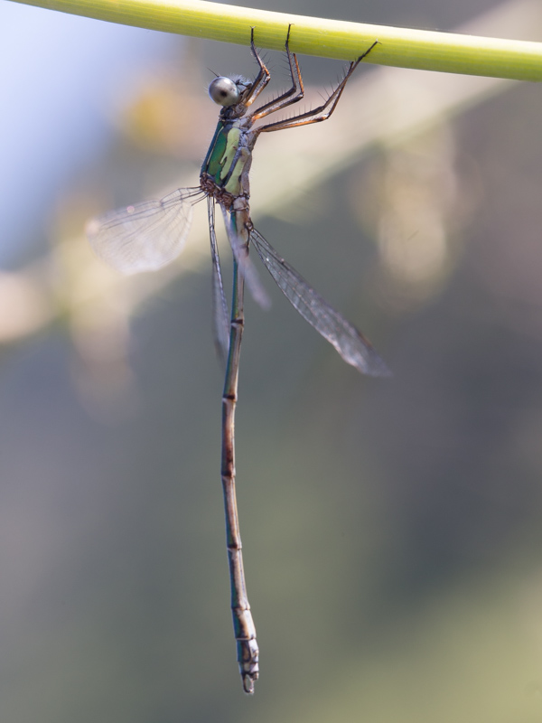 Oostelijke houtpantserjuffer /  Eastern Willow Spreadwing / Chalcolestes parvidens