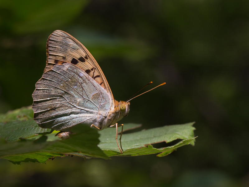 Kardinaalsmantel / Cardinal / Argynnis pandora