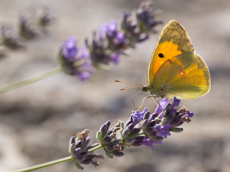 Oranje Luzernevlinder / Clouded Yellow / Colias crocea 