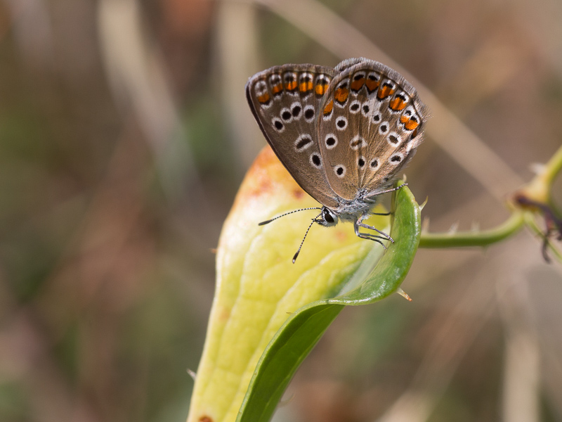 Icarusblauwtje / Common Blue / Polyommatus icarus 