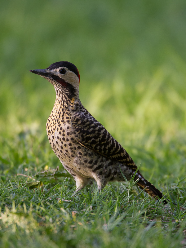 Green-barred Woodpecker / Groenbandgrondspecht / Colaptes melanochloros