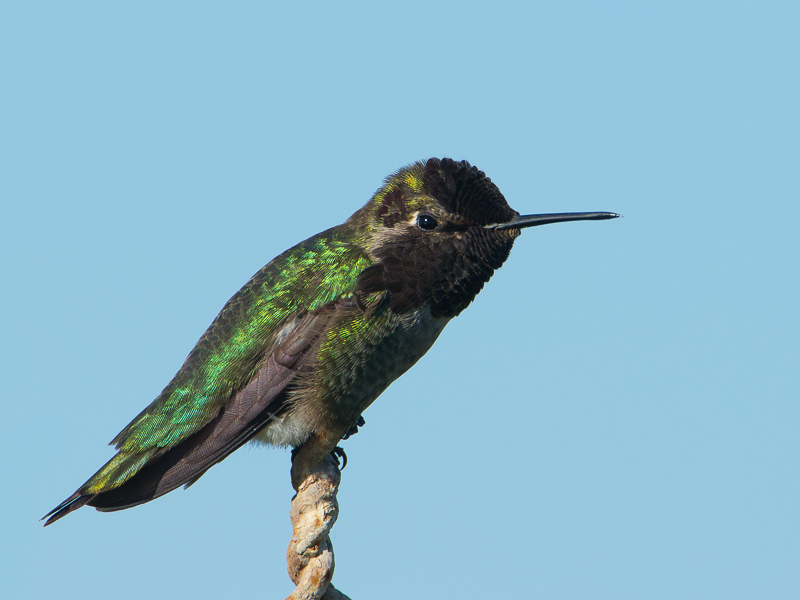 Annas Hummingbird / Anna-kolibrie / Calypte anna 